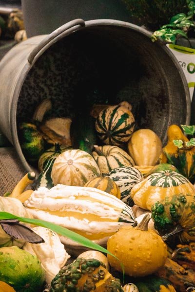 Potirons et coloquintes sont arrivés dans vos jardineries Tournesols